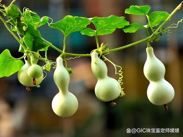 最具中国风的首饰来自于这种植物，胖嘟嘟的造型，在玉雕中很讨喜