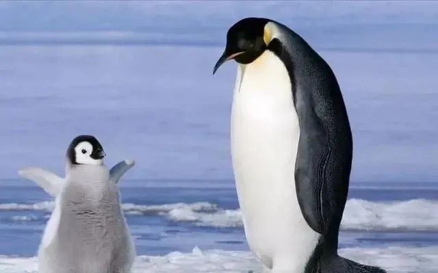 企鹅父与子