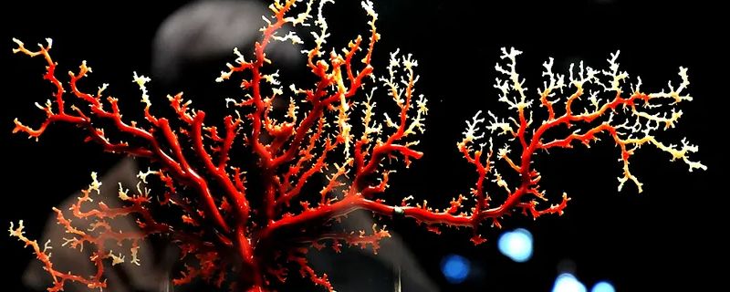 女人戴红珊瑚有何意义