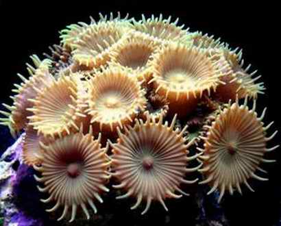 珊瑚的鉴别