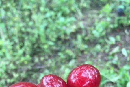 玛瑙红樱桃种植条件